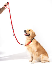 Load image into Gallery viewer, Shock Absorbing Bungee Dog Leash with Seatbelt Buckle and Comfortable Padded Grip, Highly Reflective Bungee Leash for Large Dogs, Stretch Leash Extendable from 4ft to 9 ft.