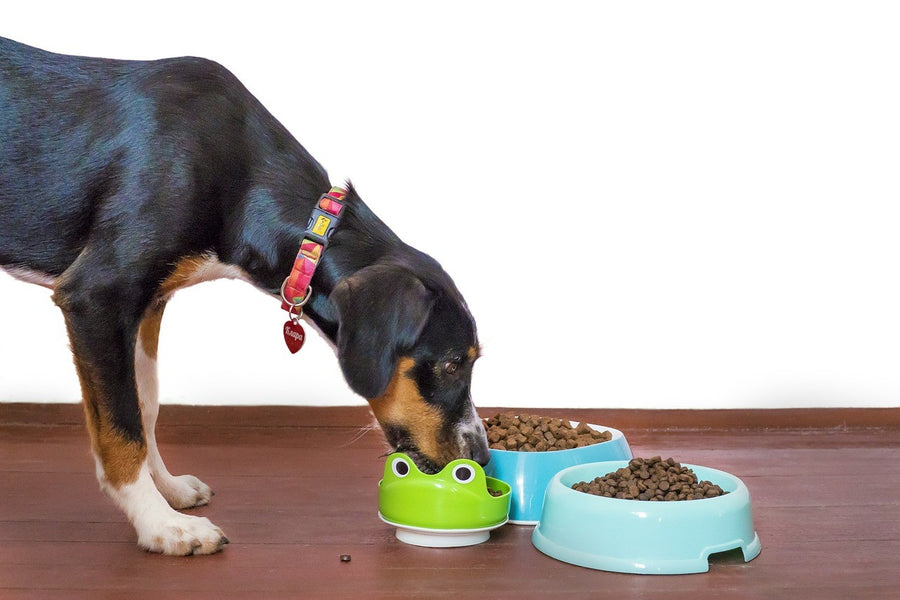 The Ultimate Guide to Finding the Perfect Dog Food Mat