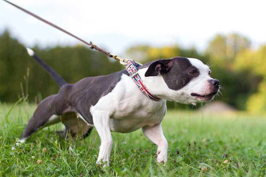 How keep your dog from pulling on its leash