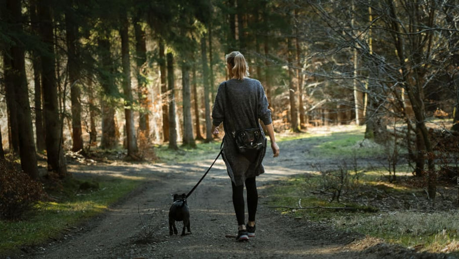 Safe Considerations For Walking Your Dog