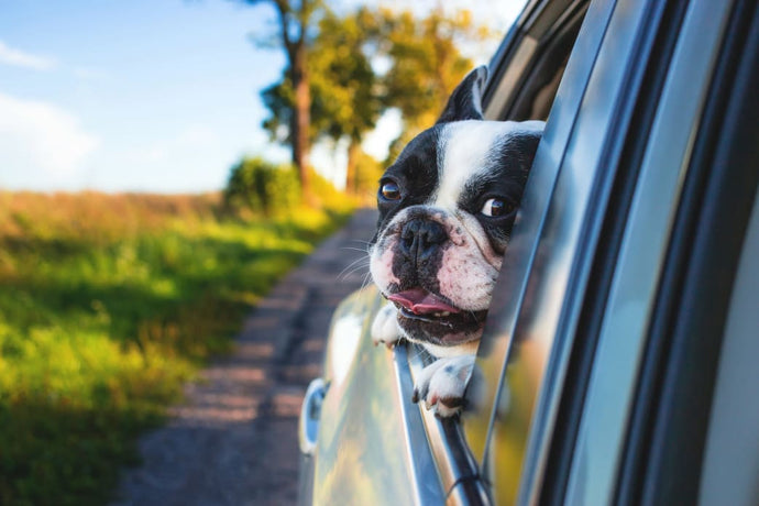 Preparing Your Dog For A Family Vacation