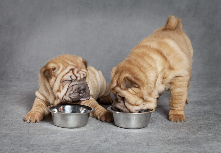 Homemade dog food can actually deprive pets of essential nutrients